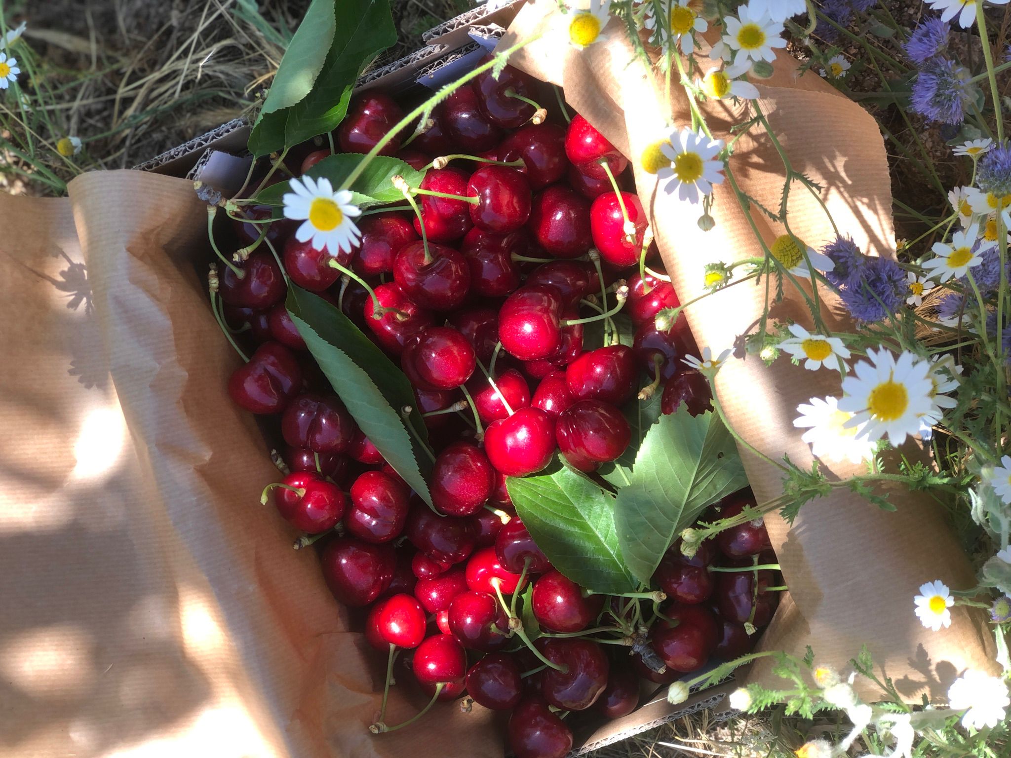 Caja de cartón llena de cerezas frescas con margaritas alrededor en un campo