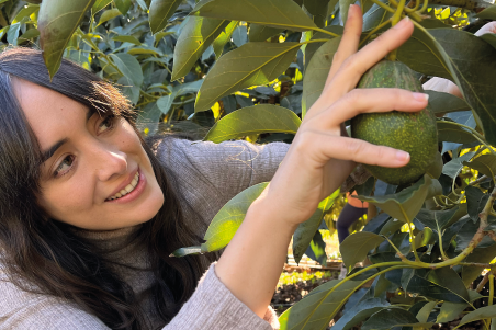 Proceso proyecto fruta online
